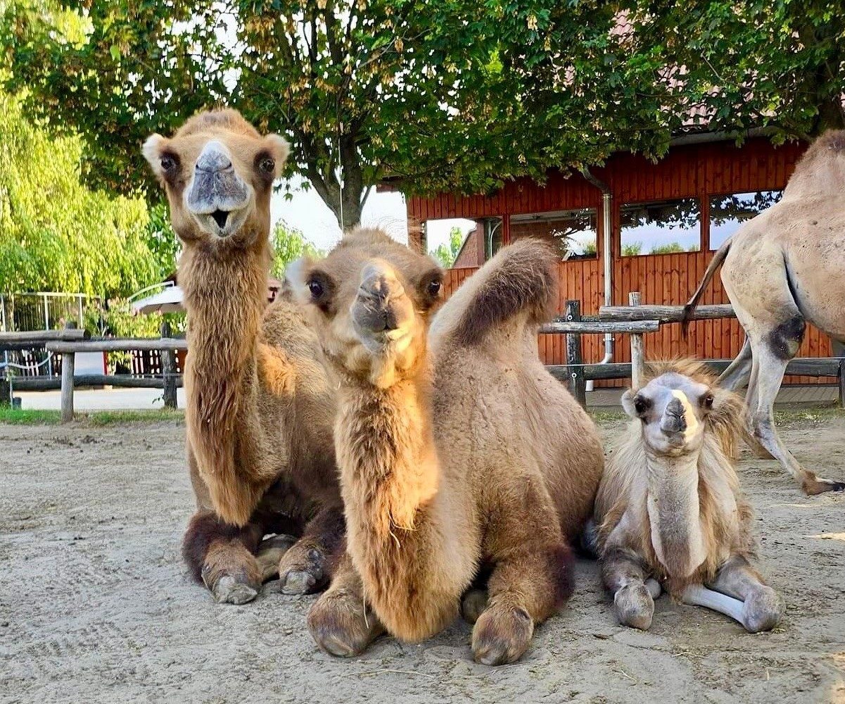 Bella Állatpark, Siófok